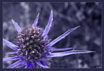 دریای مقدس